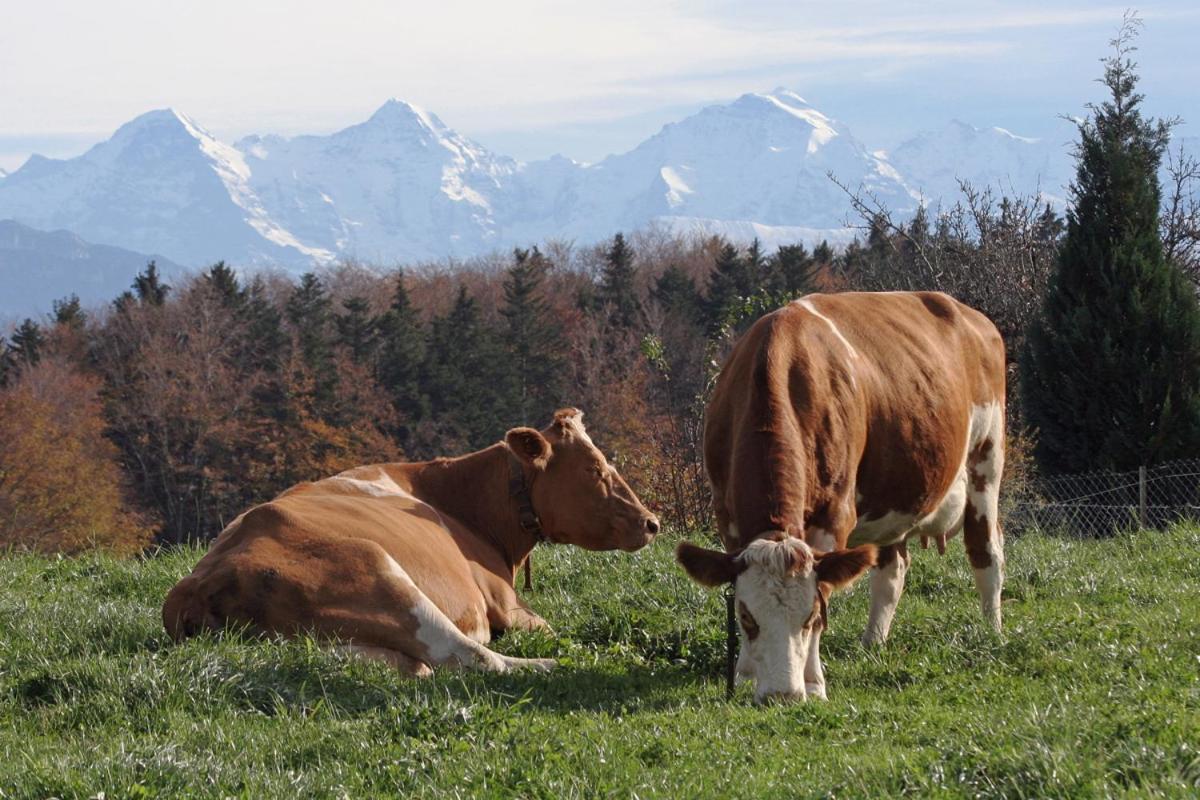 Mountain Home - Ein Aufenthalt Mit Weitblick Niedermuhlern Eksteriør billede